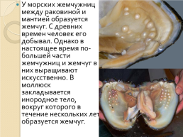 Роль моллюсков в природе и жизни человека, слайд 6