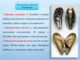 Класс двустворчатые моллюски, слайд 6
