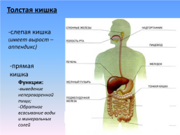 Органы пищеварения, слайд 11