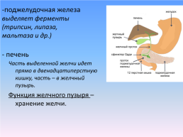 Органы пищеварения, слайд 13