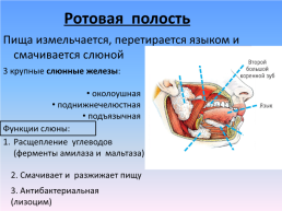Органы пищеварения, слайд 5