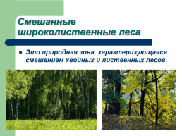 Смешанные широколиственные леса, слайд 2