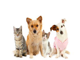 Домашние животные: кошка и собака, слайд 12