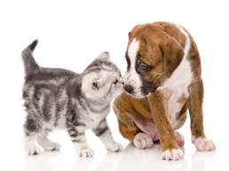 Домашние животные: кошка и собака, слайд 13