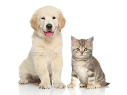 Домашние животные: кошка и собака, слайд 15