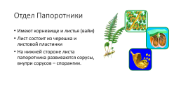 Высшие споровые растения, слайд 15