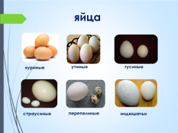 Значение яиц в питании человека, слайд 3