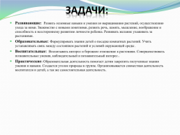 На тему: «Подарок для любимых бабушек и мам» (выращивание луковичных растений в домашних условиях), слайд 5