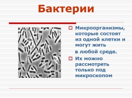 Бактерии, слайд 6