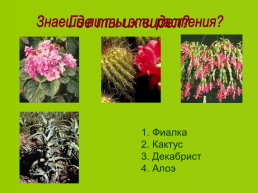 Декоративные растения, слайд 14