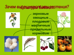 Декоративные растения, слайд 3