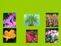 Декоративные растения, слайд 4