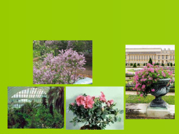 Декоративные растения, слайд 6