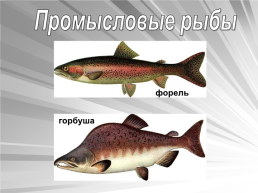 Знакомьтесь: рыбы, слайд 14