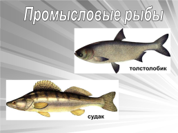 Знакомьтесь: рыбы, слайд 15
