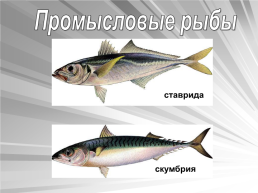 Знакомьтесь: рыбы, слайд 16