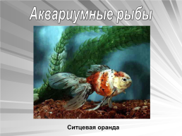 Знакомьтесь: рыбы, слайд 18