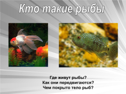 Знакомьтесь: рыбы, слайд 2