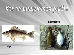 Знакомьтесь: рыбы, слайд 5