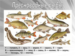 Знакомьтесь: рыбы, слайд 7