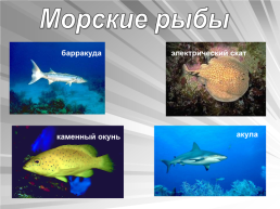Знакомьтесь: рыбы, слайд 9