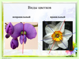 Цветок, его строение и значение для растений, слайд 11