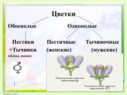 Цветок, его строение и значение для растений, слайд 12