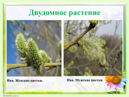 Цветок, его строение и значение для растений, слайд 16