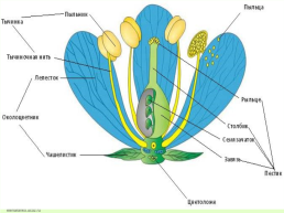 Цветок, его строение и значение для растений, слайд 5