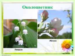 Цветок, его строение и значение для растений, слайд 8