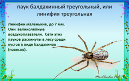 Исследовательская работа по книге А.А. Плешакова «От земли до неба» тема: «Паукообразные», слайд 15