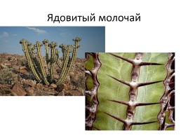 Растения пустынь и полупустынь, слайд 24