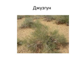 Растения пустынь и полупустынь, слайд 44