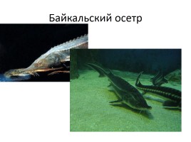 Природа Байкала, слайд 20