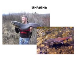 Природа Байкала, слайд 21