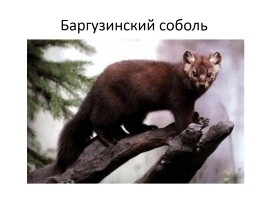 Природа Байкала, слайд 23