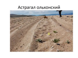 Природа Байкала, слайд 25
