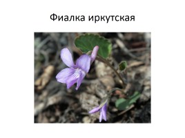 Природа Байкала, слайд 27
