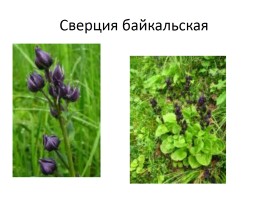 Природа Байкала, слайд 28