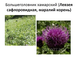 Природа Байкала, слайд 29