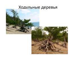 Природа Байкала, слайд 30