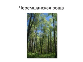 Природа Байкала, слайд 32