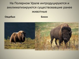 Природа Урала, слайд 24