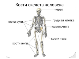 Опора и движение, слайд 7