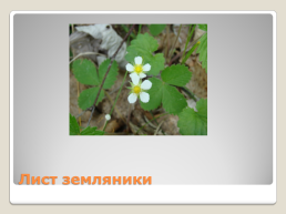 Лекарственные растения Благовещенского района, слайд 11