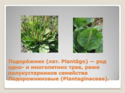 Лекарственные растения Благовещенского района, слайд 12