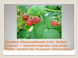 Лекарственные растения Благовещенского района, слайд 13