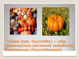 Лекарственные растения Благовещенского района, слайд 15
