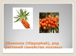 Лекарственные растения Благовещенского района, слайд 17
