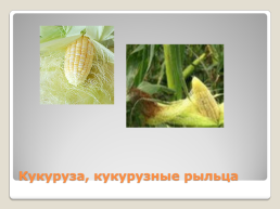 Лекарственные растения Благовещенского района, слайд 18